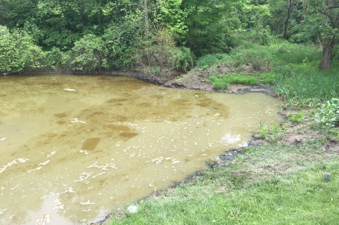 Clean Pond After
