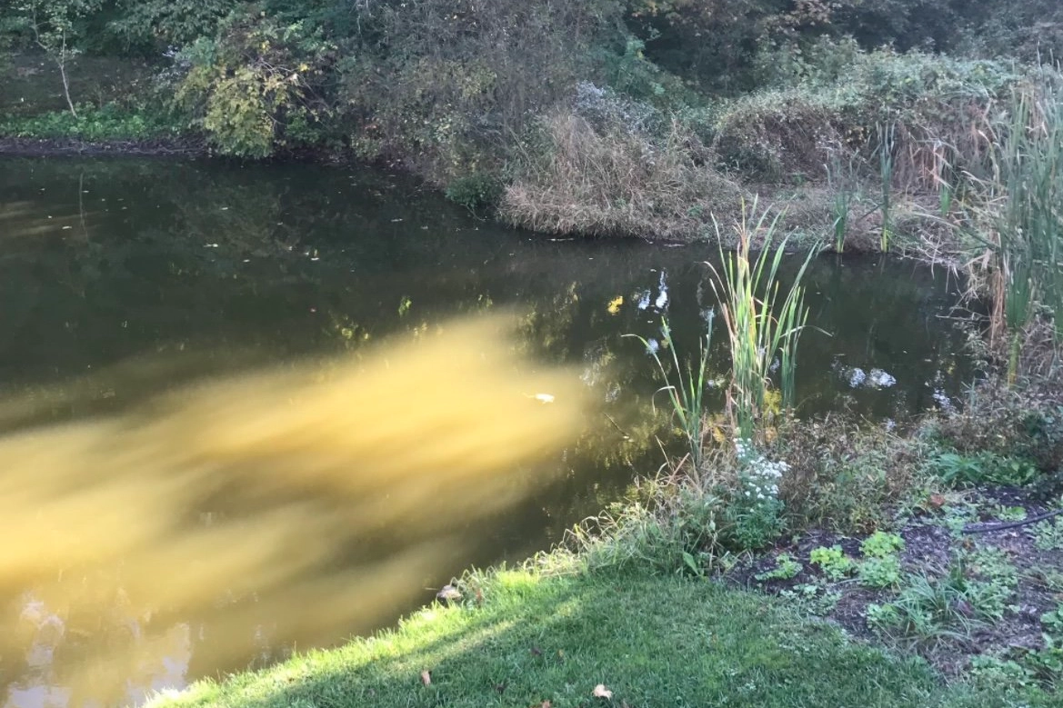 Clean Pond Months After